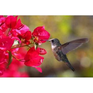 DIMEX ART Флизелинов фототапет колибри 375 x 250 см