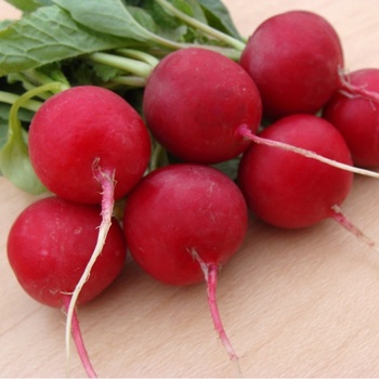 Reďkovka Ester - Raphanus sativus - semená reďkovky - 300 ks