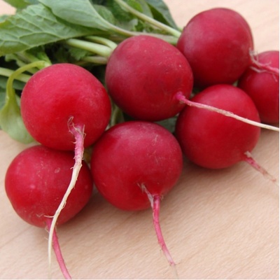 Reďkovka Ester - Raphanus sativus - semená reďkovky - 300 ks