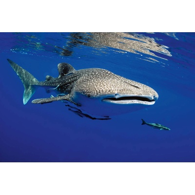 DIMEX ART Флизелинов фототапет гигантска акула 375 x 250 см