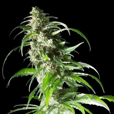 Spliff Seeds Jack F1 semienka neobsahujú THC 3 ks