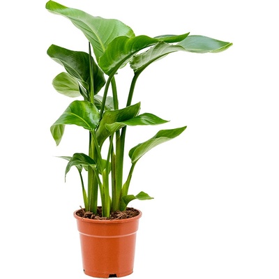 Strelitzia nicolai 17x60 cm