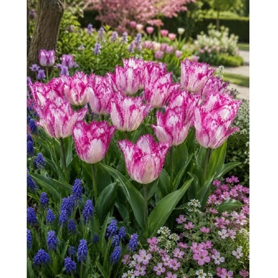Tulipán 'Passion Play' 5 ks