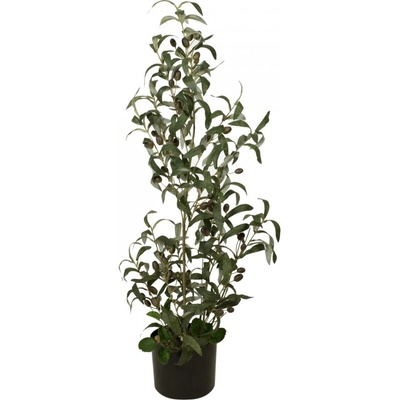 Olivovník s plody, 90 cm
