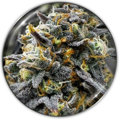 Medical Seeds Co. Medical Donuts semena neobsahují THC 3 ks