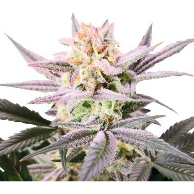 Growers Choice Watermelon Wedding Cake semena neobsahují THC 5 ks