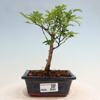 e-bonsai Pokojová bonsai - Zantoxylum piperitum - pepřovník