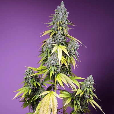 Sweet Seeds Jet Fuel Mandarine XL Auto semienka neobsahujú THC 25 ks