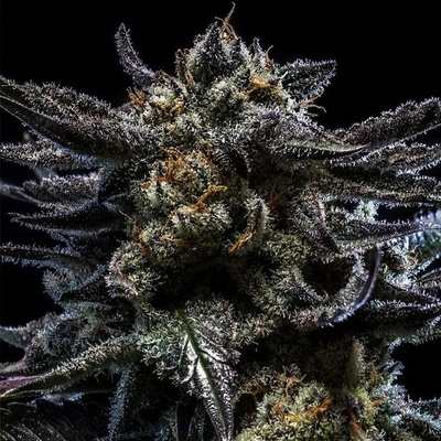 Ripper Seeds Zombie Kush semienka neobsahujú THC 5 ks