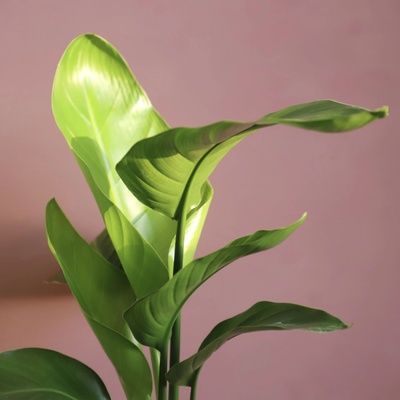 Strelitzia Nicolai