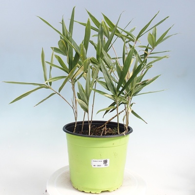 e-bonsai Venkovní bonsai - Sasaella masamuneana Albostriata - Bambus panašovaný