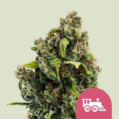 Royal Queen Seeds Candy Kush Express Fast Semena neobsahují THC 10 ks – Zboží Dáma