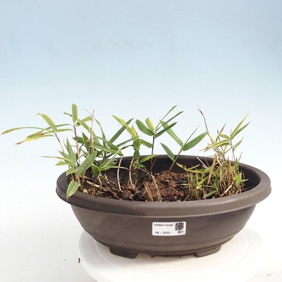 e-bonsai Venkovní bonsai - Sasaella masamuneana Albostriata - Bambus panašovaný