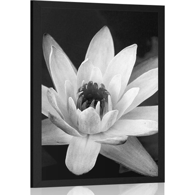 Plakát černobílé leknín - 60x90 no frame