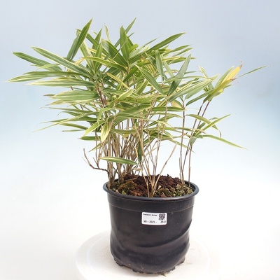 e-bonsai Venkovní bonsai - Sasaella masamuneana Albostriata - Bambus panašovaný