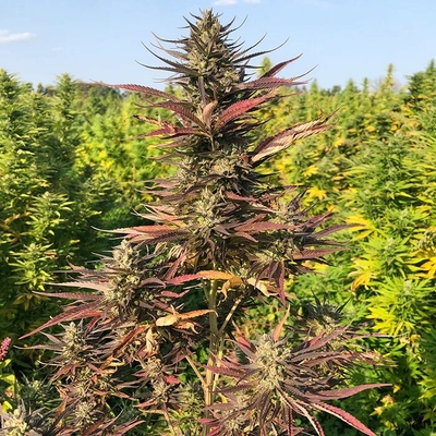 Trilogene Seeds Lucky Lucky CBD semienka neobsahujú THC 5 ks