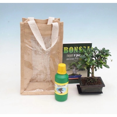 e-bonsai Pokojová bonsai v dárkové tašce - JUTA Carmona-čaj fuki