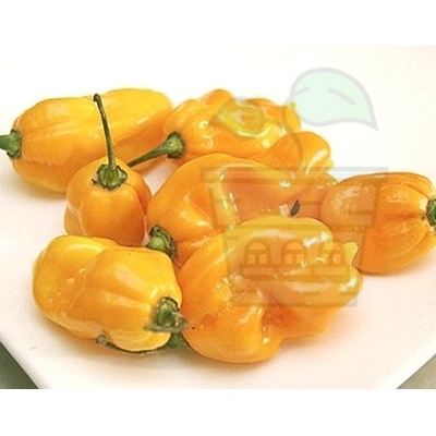 Семена от люти чушки сорт Мадам Жанет (Madame Jeanette) 15 бр (208400)