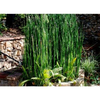 Praslička zimná (Equisetum hyemale) - výška 30-50 cm, kont. C3L