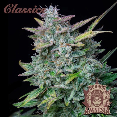 Buddha Seeds Amnesia AUTO semienka neobsahujú THC 5 ks