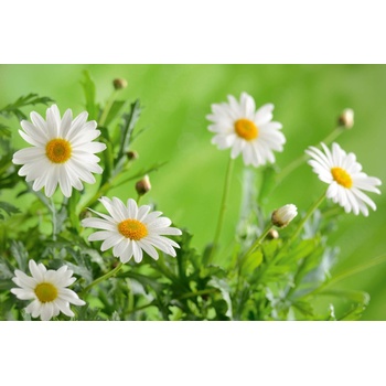 DIMEX ART s. r. o Флизелинов фототапет малки бели цветя 375 x 250 см