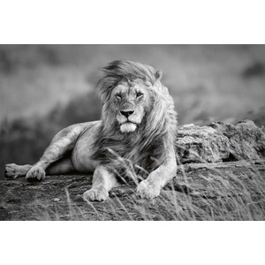 DIMEX ART Флизелинов фототапет мощен лъв 375 x 250 см