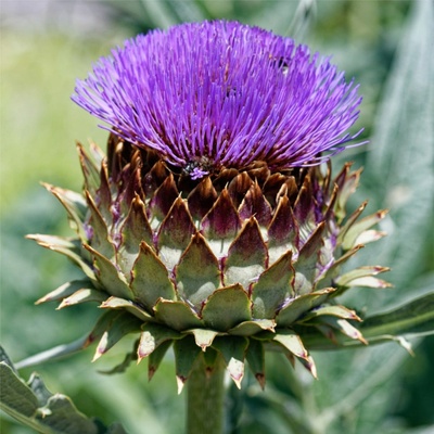 Artyčok kardový Cynara cardunculus semena artyčoku 10 ks