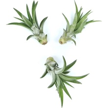 Gardners Tillandsia abdita Tillandsie, kykatka