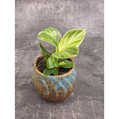 Philodendron White Measure mini