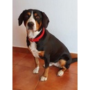 Merco Dog Leash
