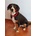 Merco Dog Leash