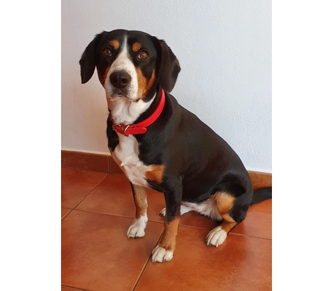 Merco Dog Leash