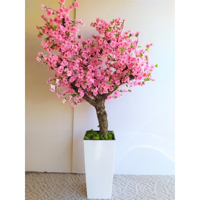 Japonská čerešňa 160cm