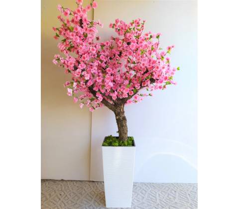 Japonská čerešňa 160cm
