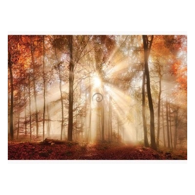 FT6216 Vliesová fototapeta Lúče slnka v jesennom lese, rozmery 208cm x 146cm