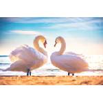 DIMEX ART Флизелинов фототапет лебедова любов 375 x 250 см