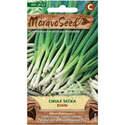 Maják Cibule zimní ENTITA 400s MoravoSeed