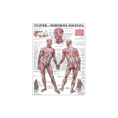 Schéma - lidská pohybová soustava - CZ - 67x96 cm