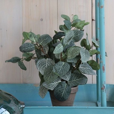 Umělá rostlina Fittonia, 35 cm, zelená 966059