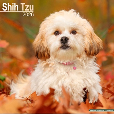 Shih Tzu Square Dog Breed Wall 16 Month 2026