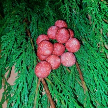 Český Partikl Krmné Boilies 5kg 20mm Chilli