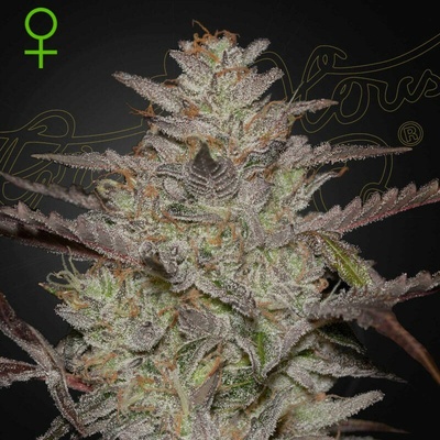 Green House Seed AlienZ Auto semienka neobsahujú THC 10 ks
