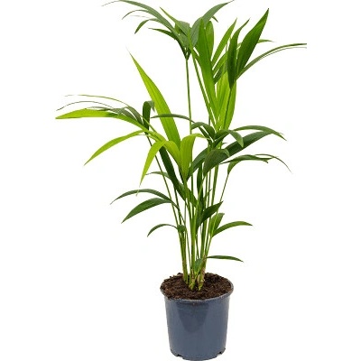 Howea (Kentia) forsteriana tuft 4pp 17x70 cm