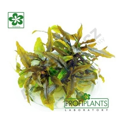 Cryptocoryne beckettii