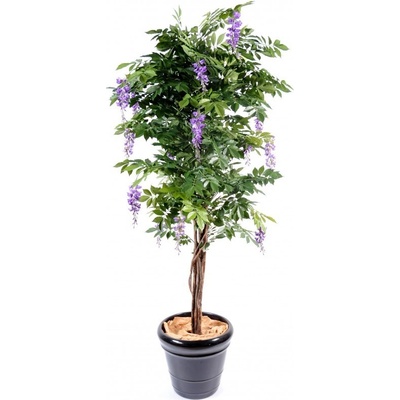 WISTERIA MULTI TREE LAVANDER, 150cm