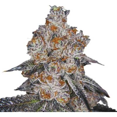 Growers Choice White Fire Gelato semena neobsahují THC 5 ks