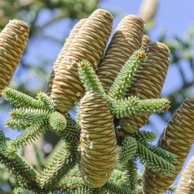 Jedľa španielská - Abies pinsapo - semená jedle - 7 ks