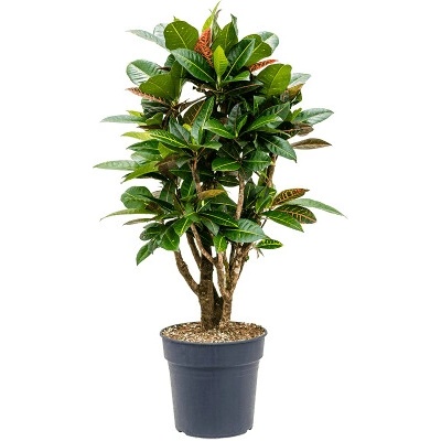 Croton (codiaeum) petra Branched 27x105 cm