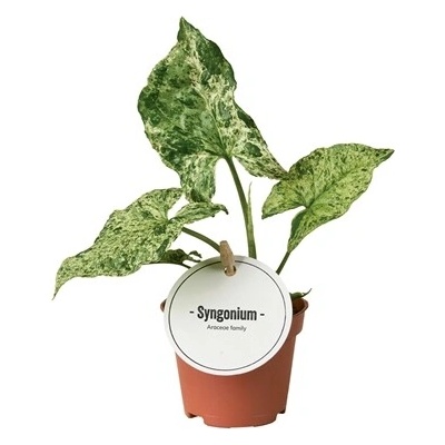Gardners Syngonium podophyllum Mottled, průměr 6 cm Syngonium, Syngónium