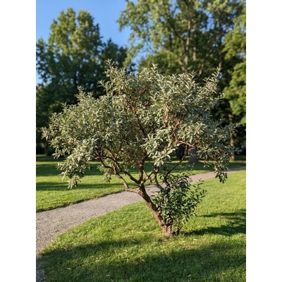 Hlošina okoličnatá ELUM 20-40 cm, Ko 2L